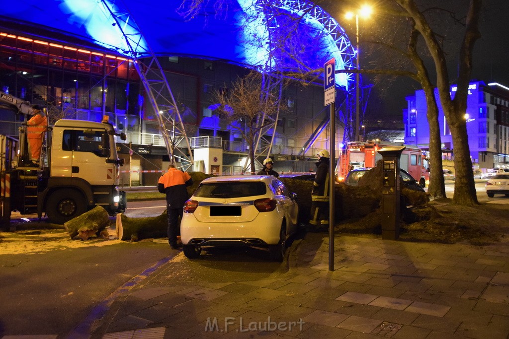 Baum auf PKWs Koeln Mitte Rheinuferstr Goldgasse P068.JPG - Miklos Laubert